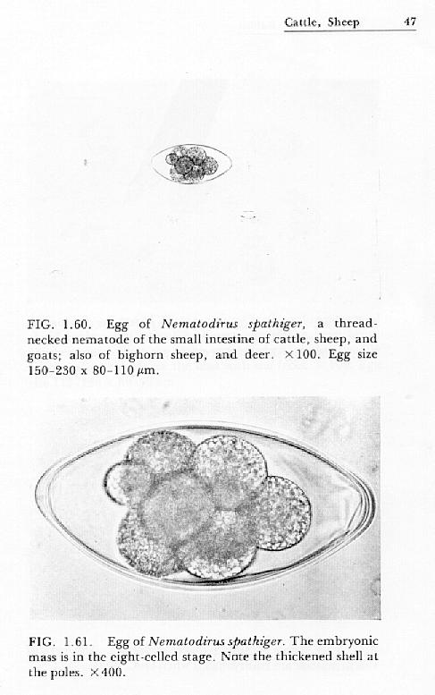 Roundworm eggs infection in goats and sheep